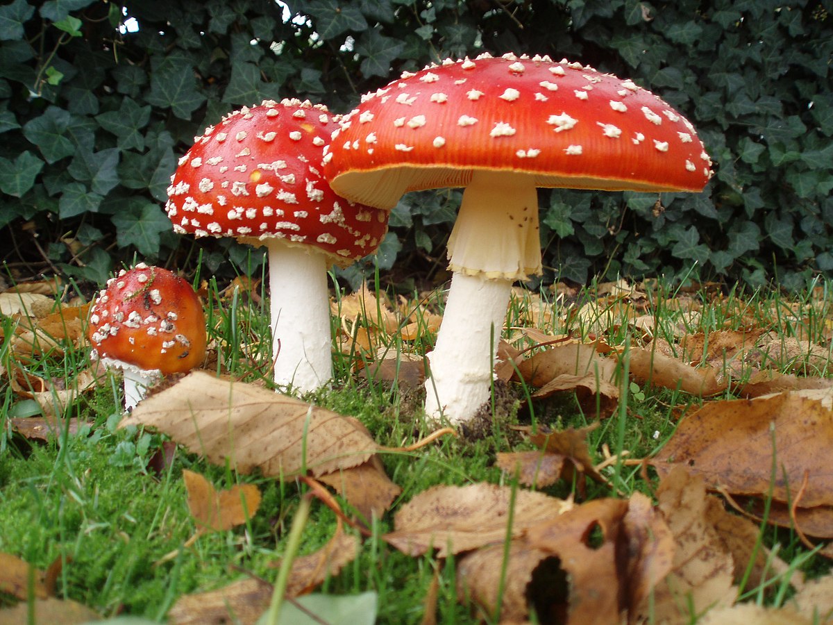 Amanita Muscaria