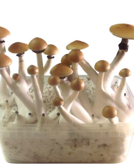 Psilocybe Mckennaii