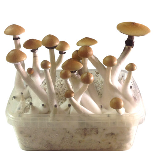 Psilocybe Mckennaii