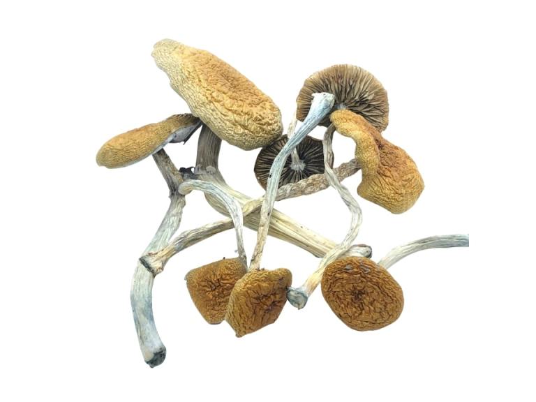 Mazatapec magic mushroom