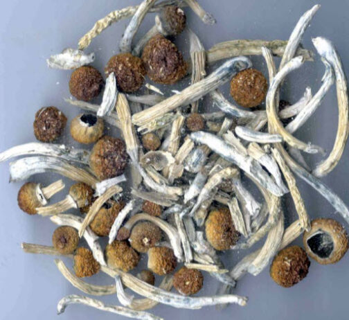 Big Mex Magic Mushrooms