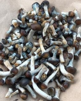 Psilocybe Stuntzil