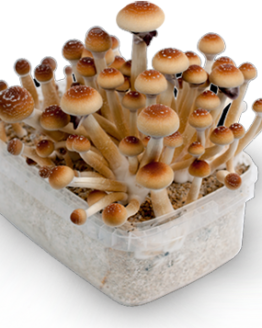 Golden Teacher mushrooms